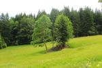 2014-07-05_Laengental-N-Hochweg (267). JPG